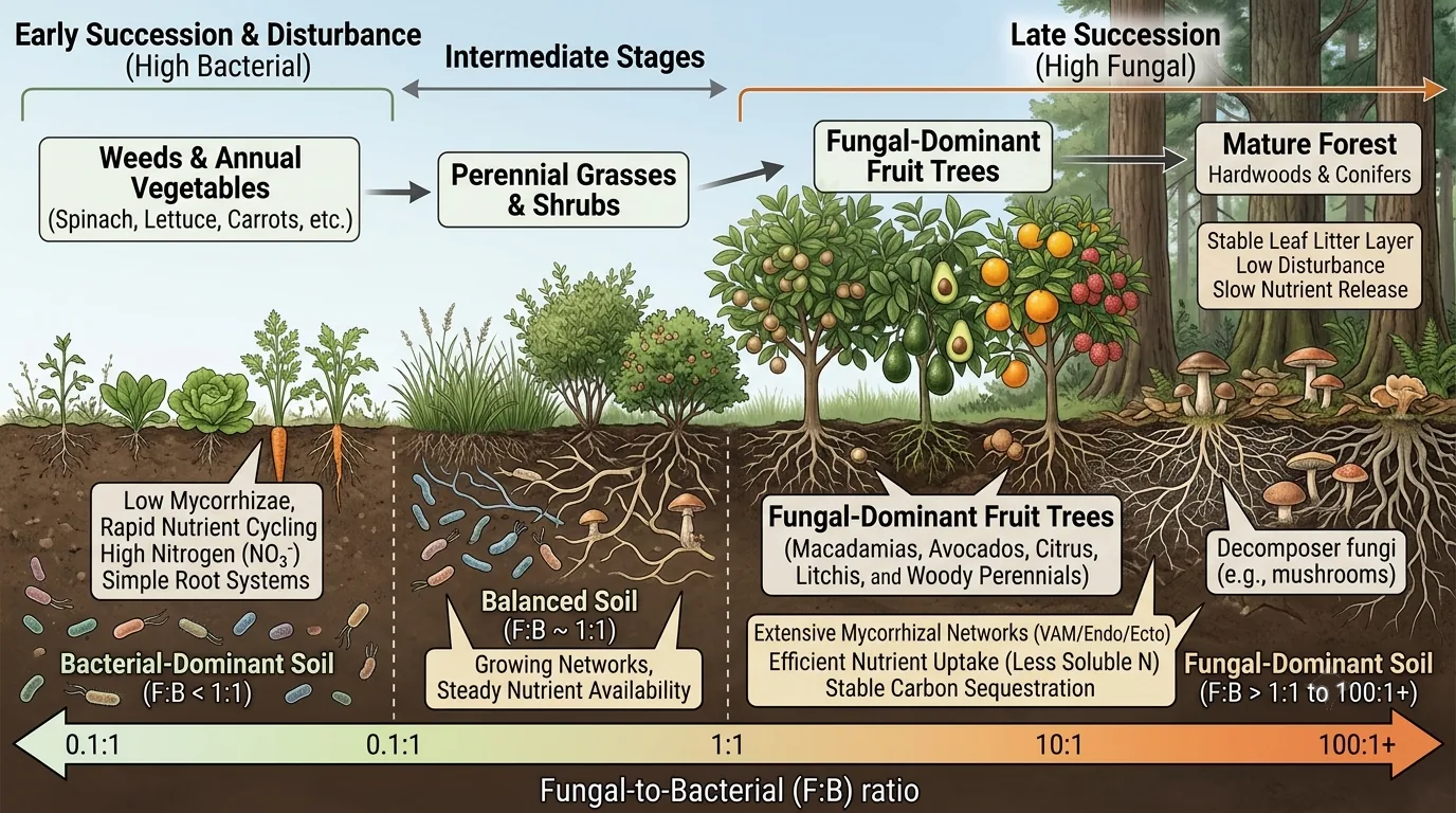 Diagram of the fungal-to-bacterial ratio across plant communities, from weeds and annual vegetables through perennial grasses to fungal-dominant fruit trees and mature forest