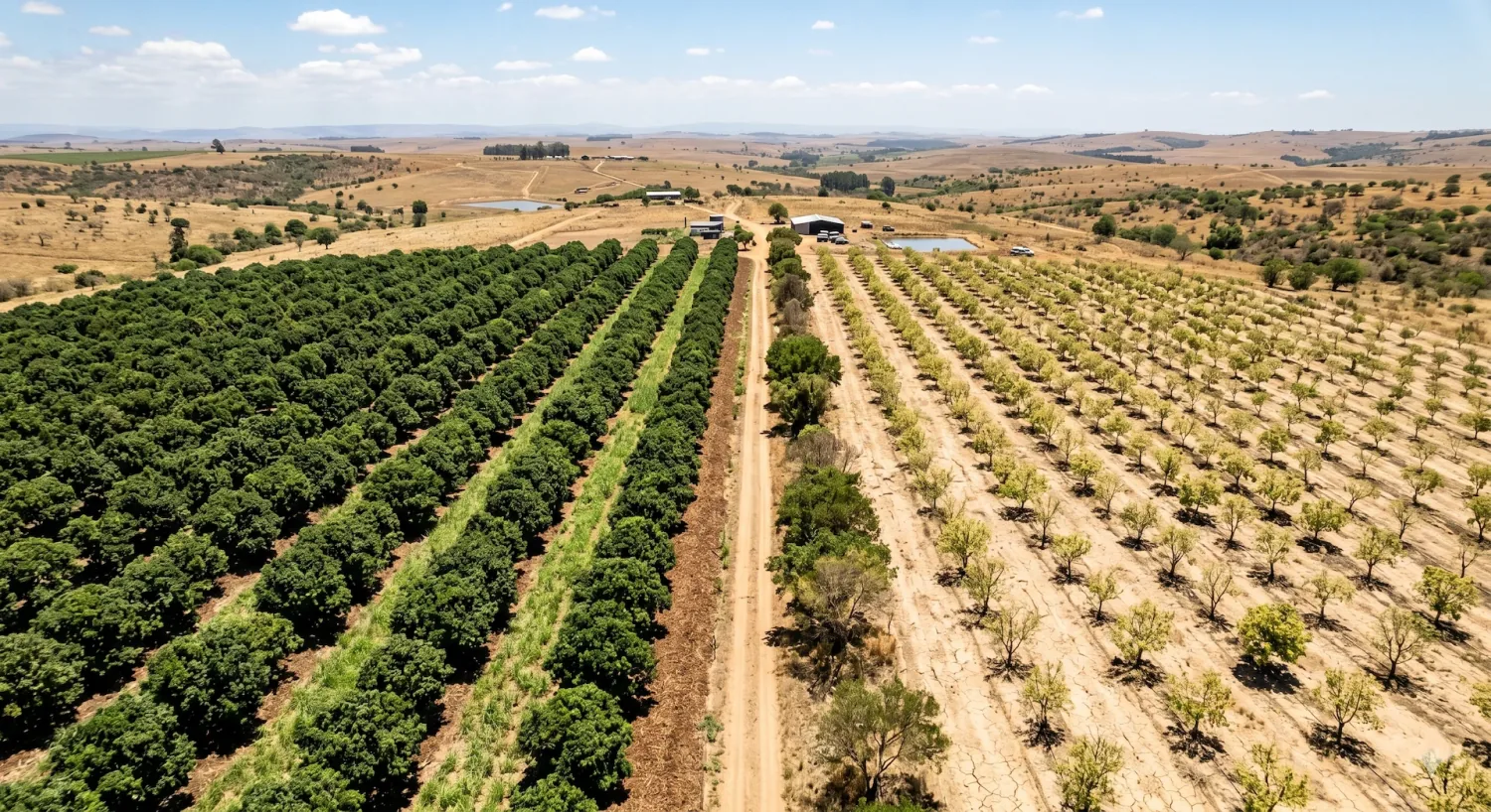 Aerial view of two adjacent orchards during drought — one with healthy canopy, one stressed